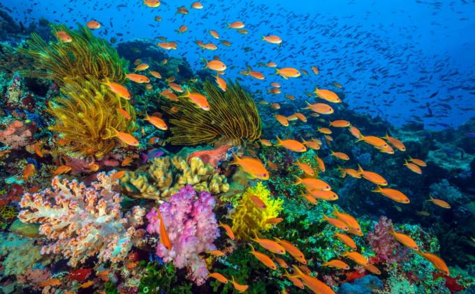 Acción colectiva para los corales de Océano-protección