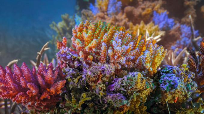 Acción colectiva para los corales de protección del océano